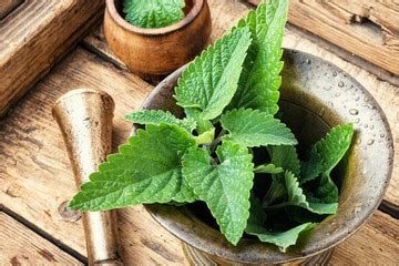 11 Powerful Health Benefits of Scent Leaf - Health Guide NG