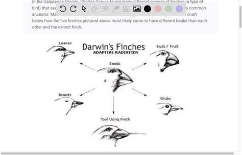 SOLVED HELP ASAP Darwin Carefully Observed The Finches Of The