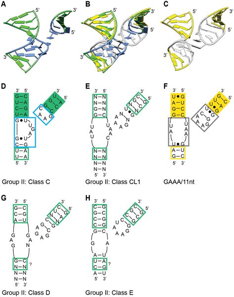 Comparison of ζ ζ tetraloop receptor structures in different lineages