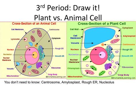 Venn Diagram Animal Vs Plant Cell Functions Functions And Diagram