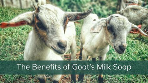 Benefits Of Goat Milk Soap Goat Milk Soap Benefits