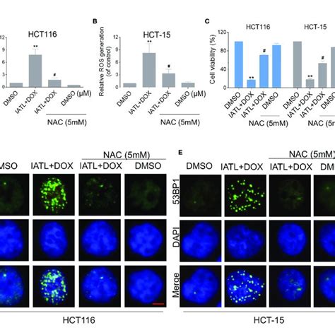 The Combined Treatment Induced Accumulation Of ROS And Nuclear 53BP1