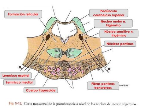 Protuberancia