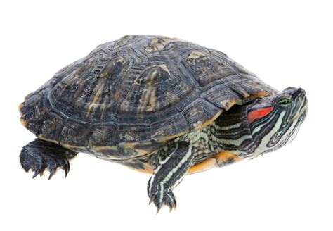 Red Eared Slider Care Guide And Price Petsoid