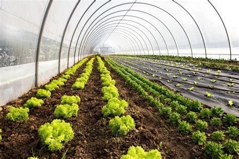 Jak Zrobi Tunel Foliowy W Ogrodzie Instrukcja Krok Po Kroku