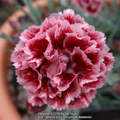 Dianthus Scent First Sugar Plum In The Dianthus Database Garden Org