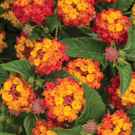 Lantana The Ultimate Growing Care Guide Proven Winners