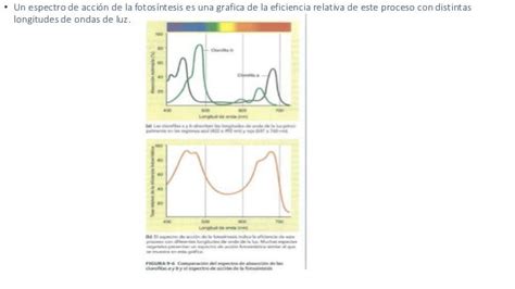 Captura de energía luminosa. La fotosintesis