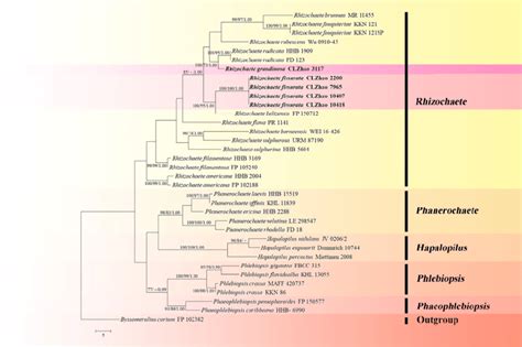 Maximum Parsimony Strict Consensus Tree Illustrating The Phylogeny Of