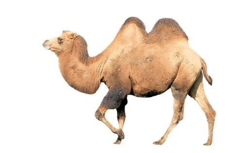 Camel’s Tail – Curriculumoptions.org