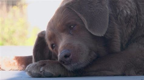 World's oldest dog ever: Bobi, 30-year-old Rafeiro do Alentejo | wusa9.com