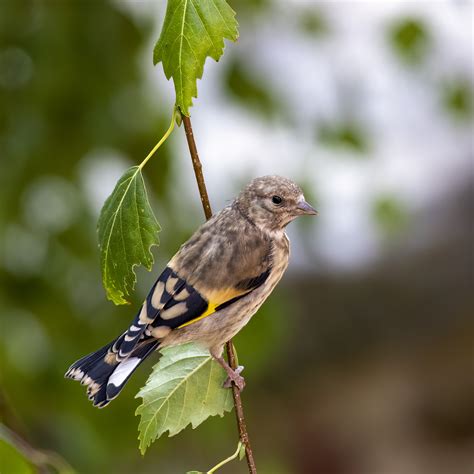 Image 55493 Of European Goldfinch By Gary King