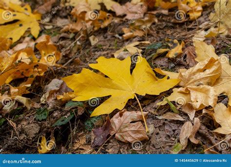 Giant Maple Yellow Leaves In The Autumn Stock Image Image Of Outdoors