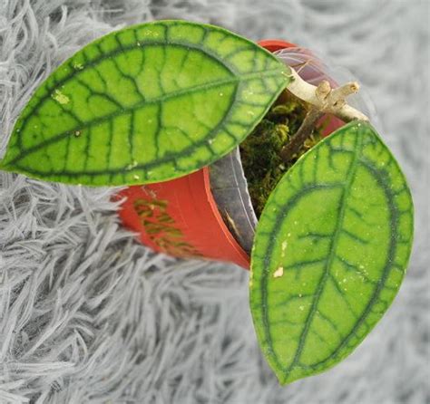 Hoya Callistophylla Vena Strawberry Mu