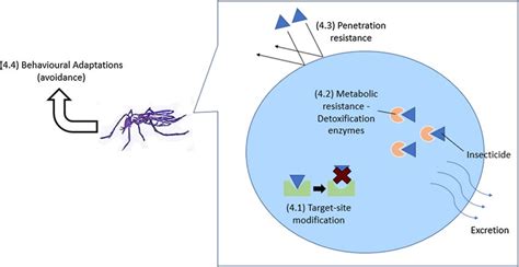 Mechanism Of Insecticide Resistance Ie Target Site Resistance 41