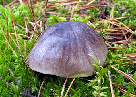 Tricholoma portentosum, Рядовка штриховатая (серая)