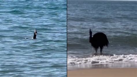 La Ave M S Peligroso Del Mundo En Una Playa De Australia