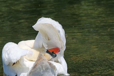 Swan Preening Feathers On A Lake Stock Image Image Of Reflection