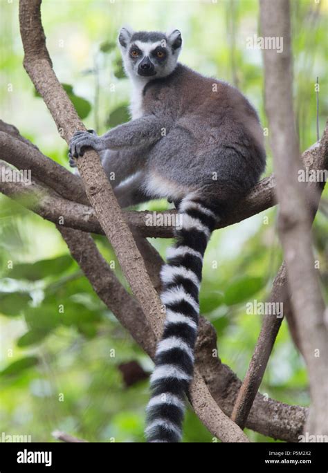 Ring-tailed lemur, Madagascar Stock Photo - Alamy