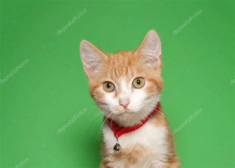 Retrato de un adorable gatito de pestañas anaranjadas y blancas usando