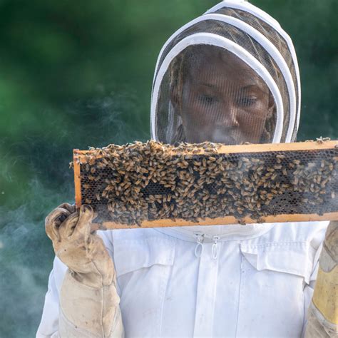 Tudo Sobre Meliponicultura A Cria O De Abelhas Sem Ferr O Tecbov