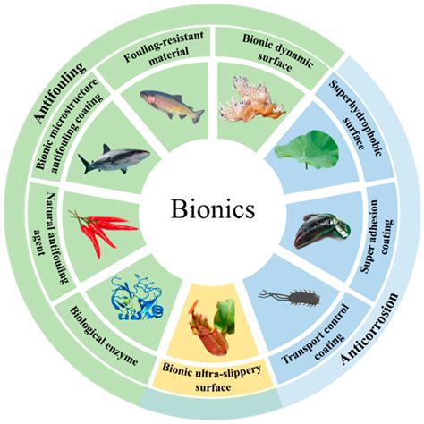 Coatings Free Full Text Ideas Inspired By Nature To Combat Marine