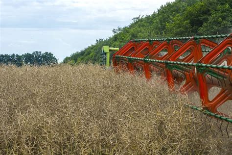 Rapeseed Farming Culture, Agricultural, Rapeseed Field Stock Image ...