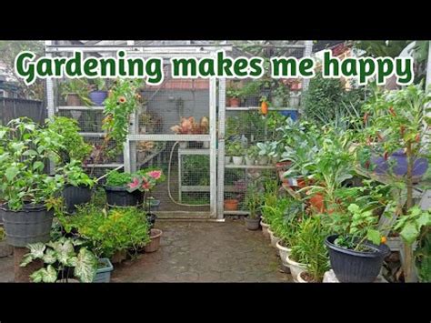 Update Tanaman Di Kebun Teras Gardening Makes Me Happy Youtube