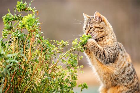 Um Gato Do Mato Marrom Pegou Um Galho Folhas Nas Patas Fechar