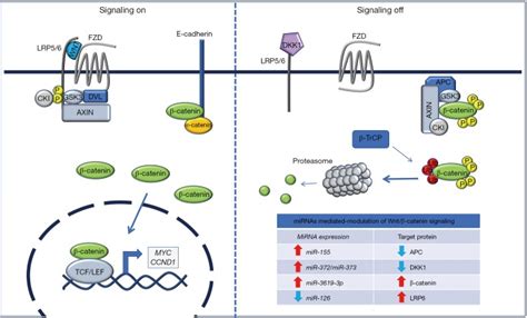 How does microRNA modulate Wnt β catenin signaling in thyroid