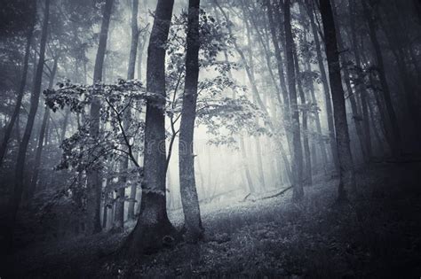 Eerie forest stock photo. Image of blue, green, forest - 17396972