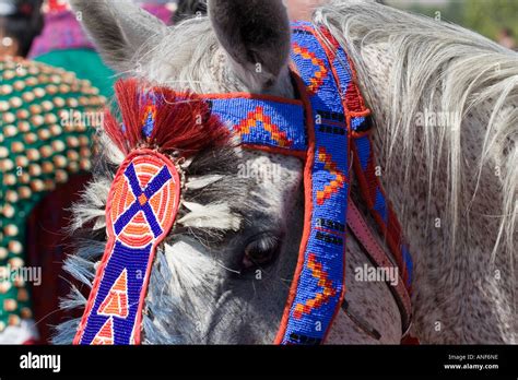 Native American Horse Bridle