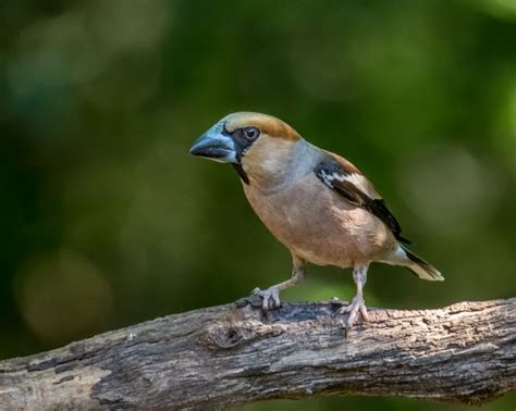 Darmowe Zdj Cia Natura Ga Ptak Dzikiej Przyrody Dzi B Fauna