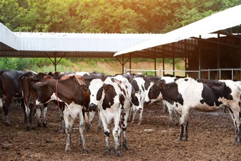 Agriculture Industry Farming And Animal Husbandry Herd Of Cows On Farm