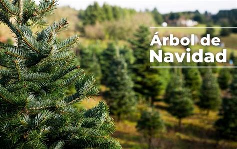 Los Infaltables Arbolitos De Navidad También Son Investigación