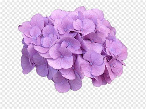 Hortênsia roxo flores realmente png PNGWing