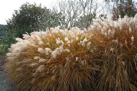 Miscanthus Sinensis