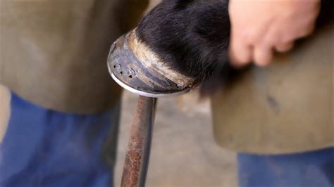 What Does A Farrier Do