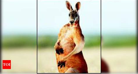 How Kangaroos Woo Mates The Males Flex Their Biceps Times Of India