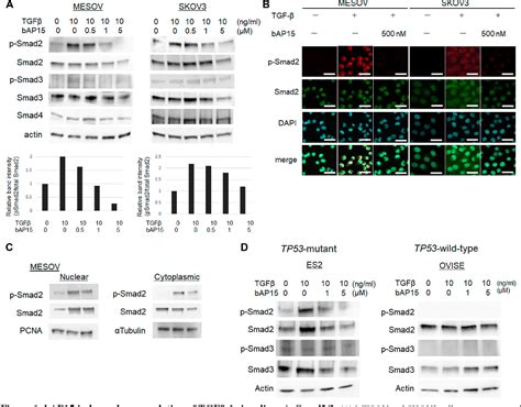 Figure 6 From The Proteasome Deubiquitinase Inhibitor BAP15