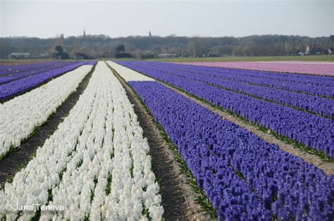 Jana around the world: Spring 2013: Dutch flower fields, lost in ...