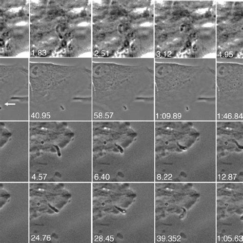 Real Time Invasion Of Host Cells By C Parvum A C Parvum Invading