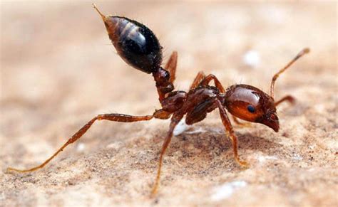 Los 10 Insectos Más Peligrosos Del Mundo Que No Te Querrás Cruzar