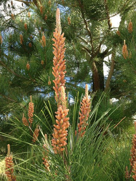 PINUS Nigra Austriaca Pin Noir D Autriche Les Plantes De Tonio