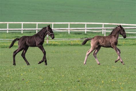 Kladruber Horses (Info & Facts) - Stable Talk