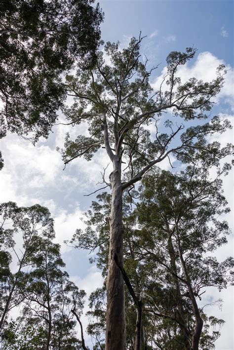 Karri Tree Eucalyptus Diversicolor In Shannon National P Flickr