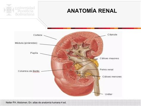 Necrosis Tubular Aguda PPT