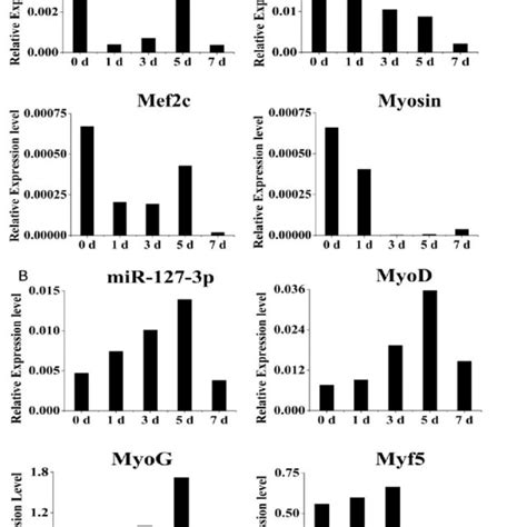 Expression Profiles Of Mir P And Myogenic Marker Genes During