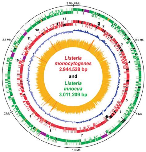 Circular Genome Maps Of L Monocytogenes Egd E And L Innocua Clip