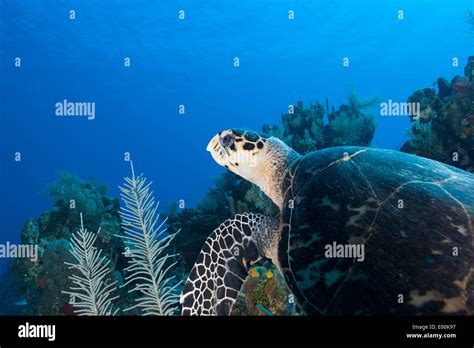 Atlantic Hawksbill Turtle Eretmochelys Imbricata Imbricata Swimming Over A Tropical Coral Reef